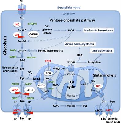 Metabolic Plasiticy in Cancers—Distinct Role of Glycolytic Enzymes GPI, LDHs or Membrane Transporters MCTs